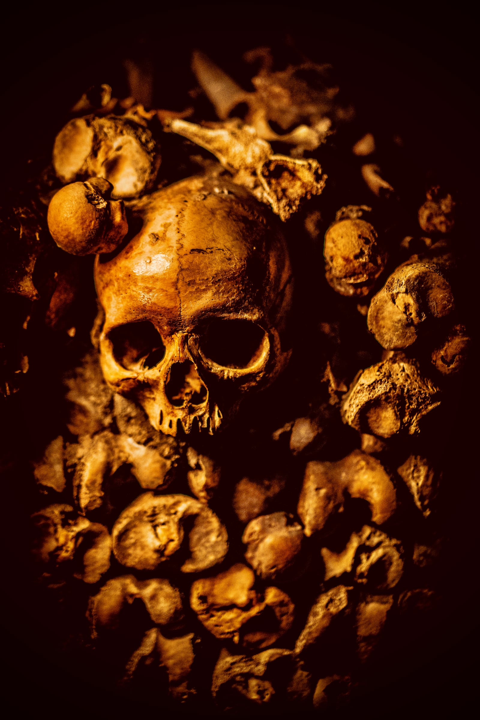 The Archaeology of Extinction